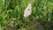 Close-up, a bee sits on a white flower. green grassy background. summer