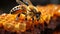 A close-up of a bee sitting on honeycomb