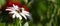 Close-up of a bee sitting on a white Spanish daisy with a broad green and red background