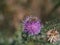 Close up of a bee on a spiky thistle purple flower