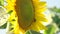 Close up bee on sunflower.