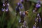 Close-up of bee on top of lavender flower in a garden at the village of ChÃ¢teauneuf-du-Pape