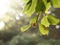 Close up of a beechnut in backlight