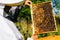 Close-up of beekeeper checking honeycomb full of bees on frame to control situation in bee colony