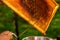 Close up of beekeeper hands cuts wax from honeycomb frame with a special knife into a bowl. Honey production