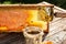 Close-up Beekeeper uncapping honeycomb with special beekeeping fork. Raw honey being harvested from bee hives. Beekeeping concept