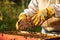 close-up of beekeepers gloved hand lifting hive frame