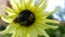 Close up of bees Apis mellifera pollinate sunflower at sunset. Detail view of group of honeybees collecting pollen on sunflowers