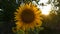 Close up of bees Apis mellifera pollinate sunflower at sunset. Group of honeybees collecting pollen on sunflowers on springtime