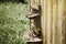 Close-up bees, beekeeping, bees in flight, wooden beehive and bees