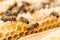 Close Up Of Bees On Beeswax Honeycomb In Hive