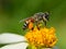 Close up bees on flower