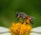 Close up bees on flower