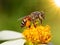 Close up bees on flower