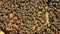 Close up of the bees on honey comb in bee hive - bee colony.