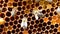 Close up of the bees on honey comb in bee hive - bee colony.