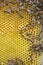 Close up of bees on honeycomb in beehive, selective focus