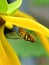 Close up bees perched under yellow flowers