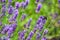 Close up of Bees Pollinating Lavender