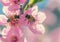 Close up of bees on soft pink cherry blossoms, natural macro spring background