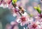 Close up of bees on soft pink cherry blossoms, natural macro spring background