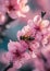 Close up of bees on soft pink cherry blossoms, natural macro spring background