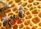 Close up of bees working on honeycomb, natural macro background