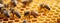 Close up of bees working on honeycomb, natural macro background