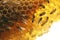 Close up of bees working on honeycombs, diligent and focused