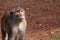 Close-up of beggar monkey at Angkor Wat