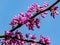 Close-up beginning blossom of purple Eastern Redbud, or Eastern Redbud Cercis canadensis in sunny spring garden