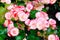 Close up of begonia flower blooming in garden spring nature outdoor background, Flower in nature