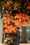 Close up of Begonia Illumination Orange flowers.