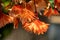 Close up of Begonia Illumination Orange flowers