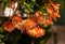 Close up of Begonia Illumination Orange flowers.