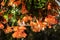 Close up of Begonia Illumination Orange flowers
