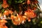 Close up of Begonia Illumination Orange flowers.