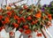 Close up of Begonia Illumination Orange flowers.