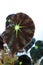 Close up of Begonia leaf (Begonia Alsoniae)