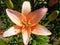 Close up of beige or coral lily flower in garden