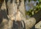 Close-up beige textured trunk of Rows of Parrotia persica or Persian ironwood trees around evergreen walls of mirror maze