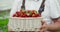 Close up beige wicker basket with fresh red strawberries on hands worker man in spacious greenhouse. Concept of harvest