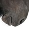 Close-up of Belgian horse