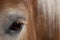 Close-up of Belgian horse, Close-up of Belgian Heavy Horse, Brabancon, a draft horse breed, 10 years old