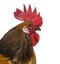 Close-up of a Belgian rooster