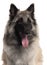 Close-up of Belgian Shepherd, 1 year old