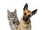 Close-up of a Belgian Shepherd Dog and a cat