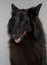 Close-up of Belgian Shepherd Dog, Groenendael