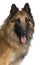 Close-up of Belgian Shepherd or Tervuren