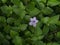 Close up Bell weed (Ruellia prostrata) plant